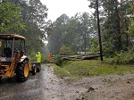 Storm damage fallen trees